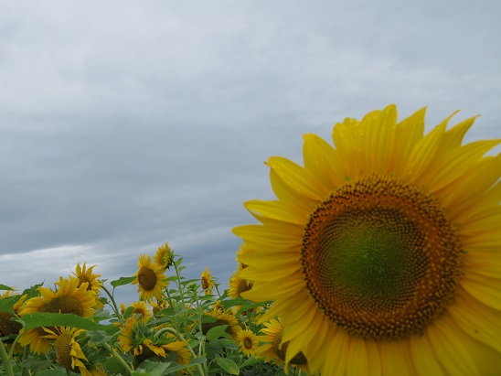 8／20 ひまわり開花状況 - 花日記｜北海道立サンピラーパーク